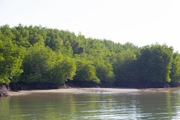 Terreni forestali di mangrovie — Foto Stock