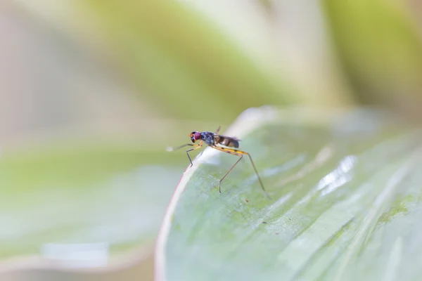 Insect perched on leaves — Stock Photo, Image