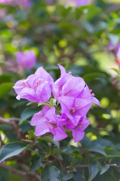 Bouquet of blue flowers — Stock Photo, Image