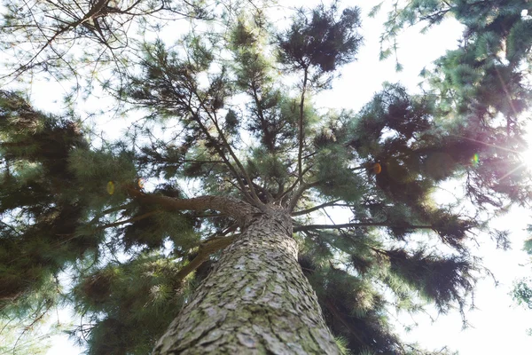 Mirando desde debajo del árbol — Foto de Stock