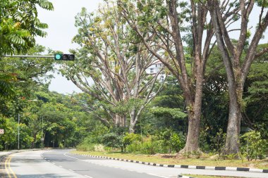 yolun her iki ağaçları ile.