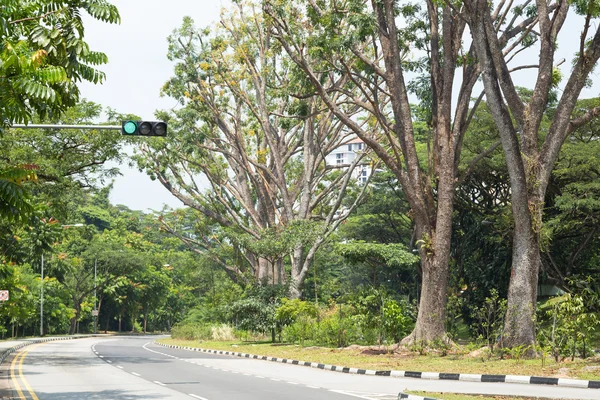 yolun her iki ağaçları ile.
