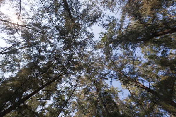 Mirando debajo del árbol — Foto de Stock