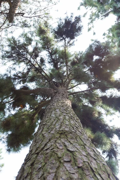 Mirando desde debajo del árbol — Foto de Stock