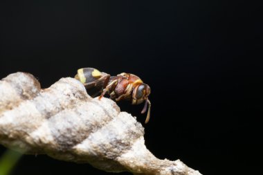 Makro küçük böcekler