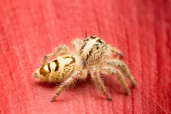 Macro pequena aranha — Fotografia de Stock