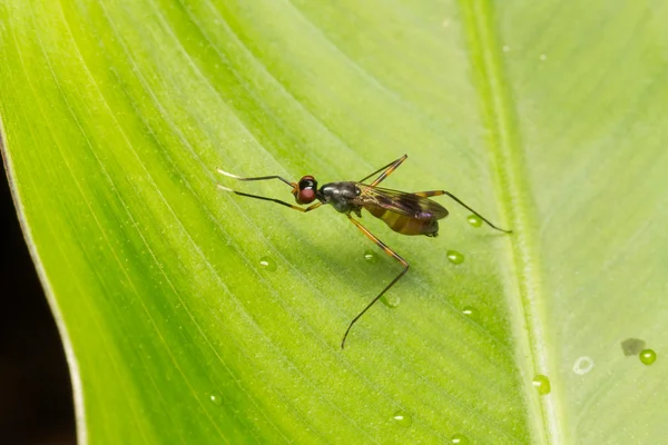 Macro small insects — Stock Photo, Image