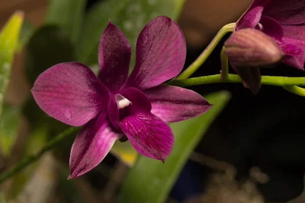 Macro orchidea rossa — Foto Stock