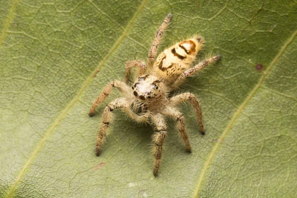 Macro small spider — Stock Photo, Image