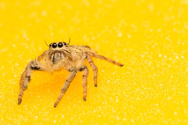 Μακροεντολή μικρή αράχνη — Φωτογραφία Αρχείου