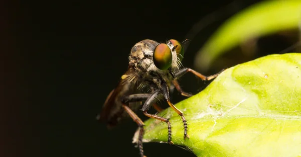 Macro small flies — Stock Photo, Image