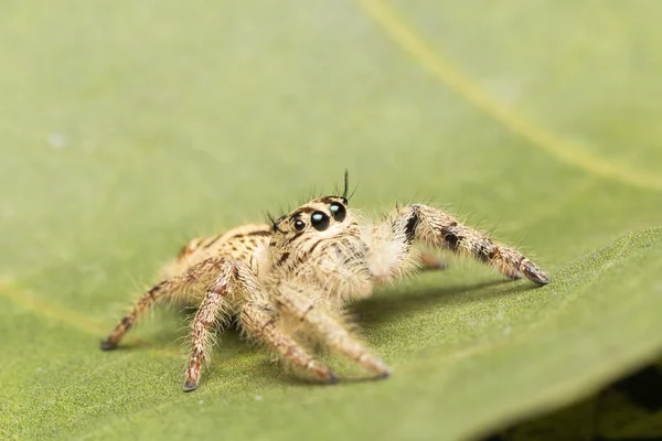 Macro piccolo ragno — Foto Stock