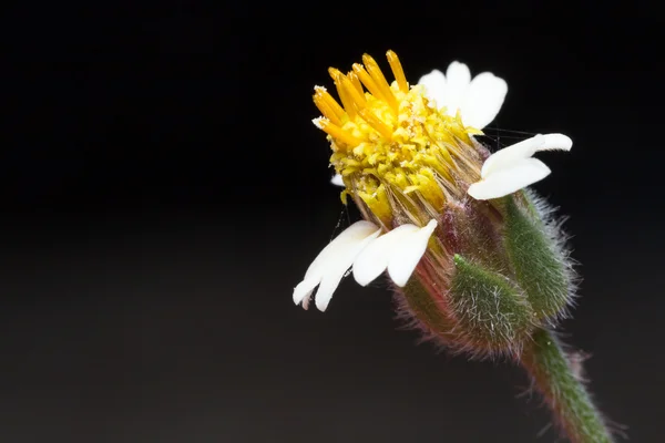 Macro fleur blanche — Photo