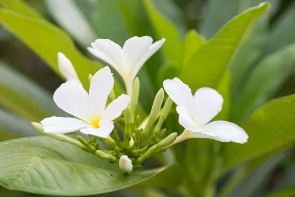 Macro witte bloem. — Stockfoto