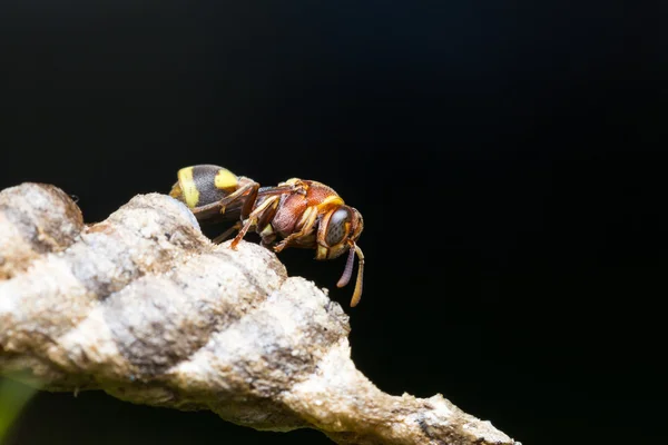 Makro hmyzu hornet — Stock fotografie