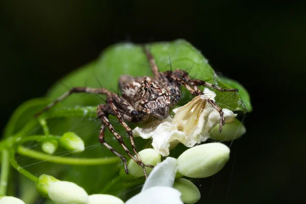Malý pavouk makro. — Stock fotografie