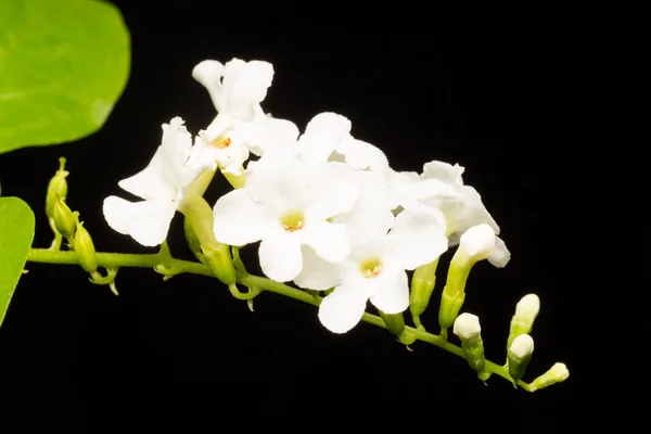 Macro witte bloem. — Stockfoto