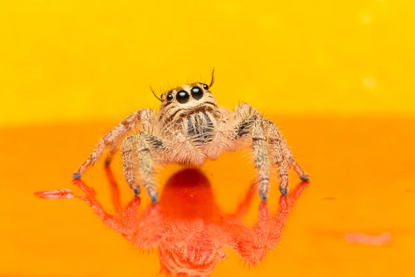 Makro liten spindel — Stockfoto