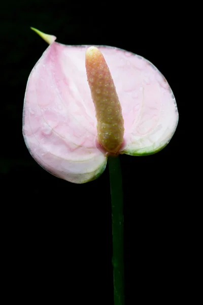 Kwiat anthurium makro — Zdjęcie stockowe