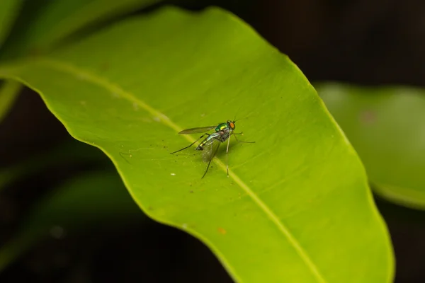 Macro insectos pequeños — Foto de Stock