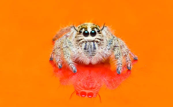 Makro liten spindel — Stockfoto
