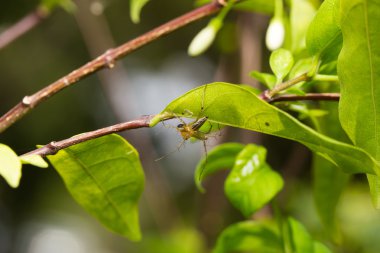 Makro küçük örümcek.