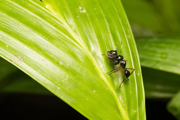 Formiga preta empoleirada em ramos — Fotografia de Stock