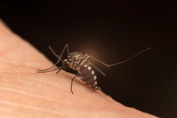 Mosquito comendo sangue — Fotografia de Stock