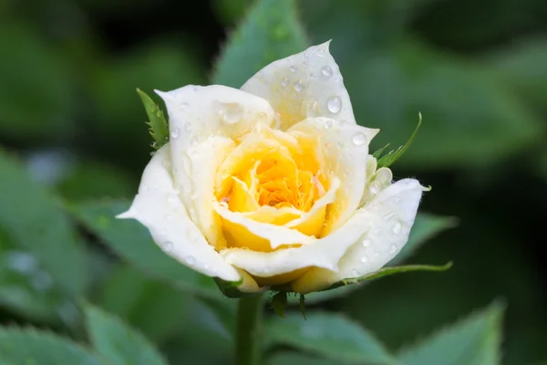 黄玫瑰与水珠 — 图库照片