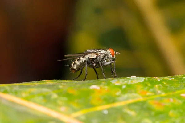 Makrokleine Fliegen — Stockfoto