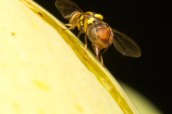 Macro pequenos insetos — Fotografia de Stock