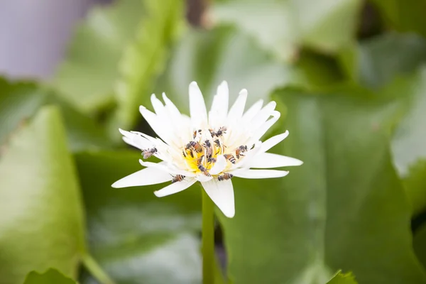 Fiore di loto bianco — Foto Stock