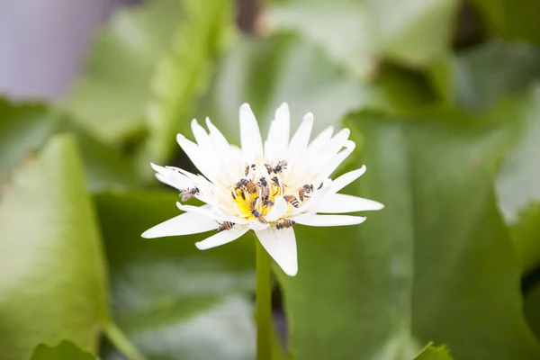 Flor de lótus branco — Fotografia de Stock