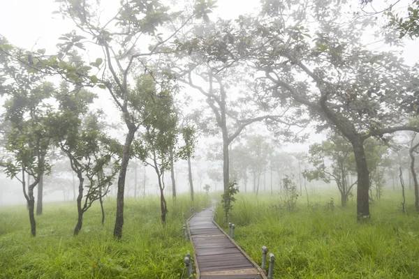 Passerelle du pont dans la forêt — Photo