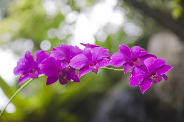 Blaue Orchidee — Stockfoto