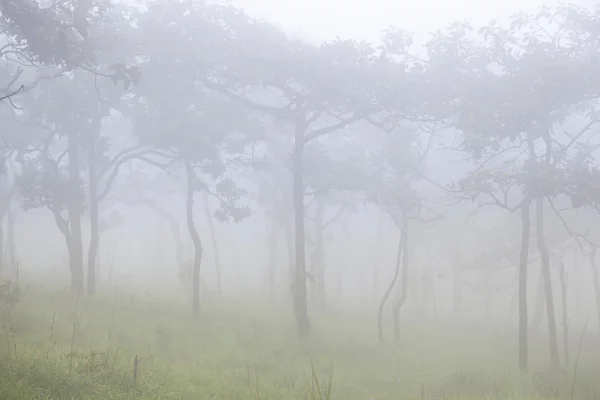 Misty στο βουνό το πρωί — Φωτογραφία Αρχείου
