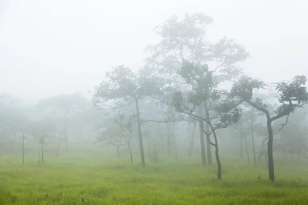 Bomen en gras in de ochtend. — Stockfoto