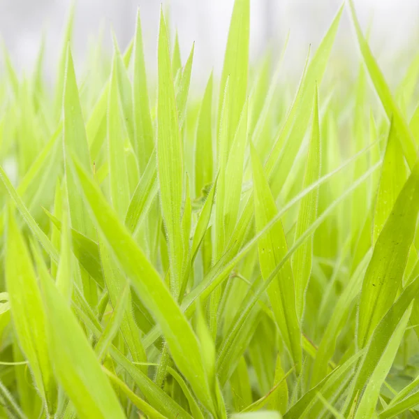 Levelei Grass — Stock Fotó