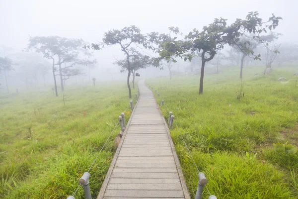 Houten brug wandelpad — Stockfoto