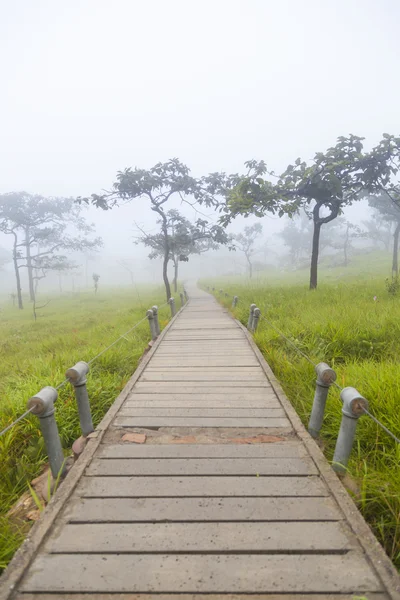 Houten brug wandelpad — Stockfoto