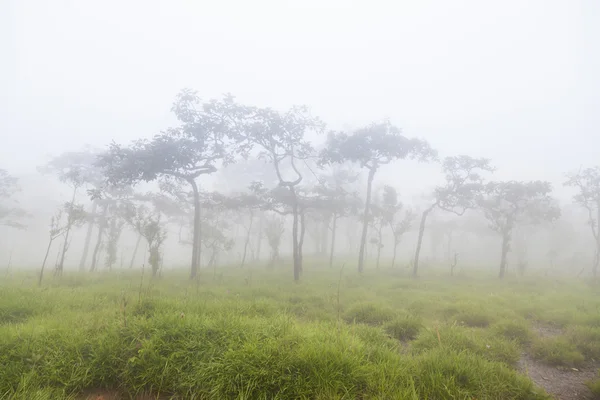 Misty na górze rano — Zdjęcie stockowe