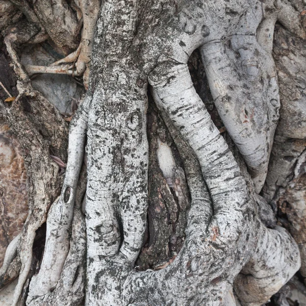 Ρίζα των ηλικιών δέντρο — Φωτογραφία Αρχείου