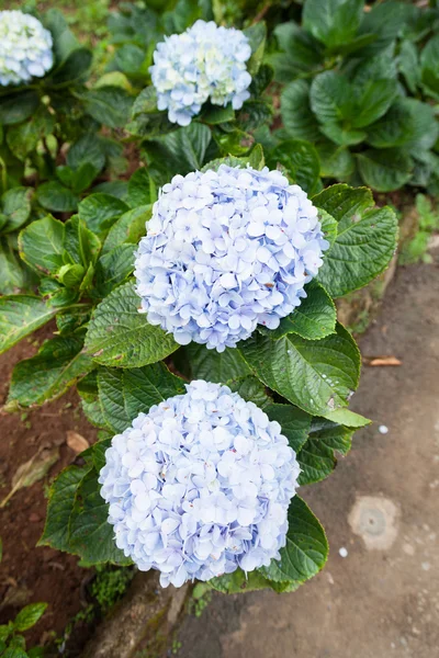 Violette Blüten — Stockfoto