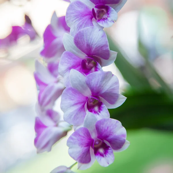 Orquídea azul — Fotografia de Stock