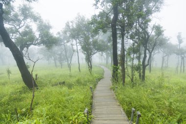 ahşap köprü geçit