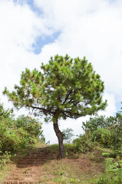 One tree that grows on the corridor. — Stock Photo, Image