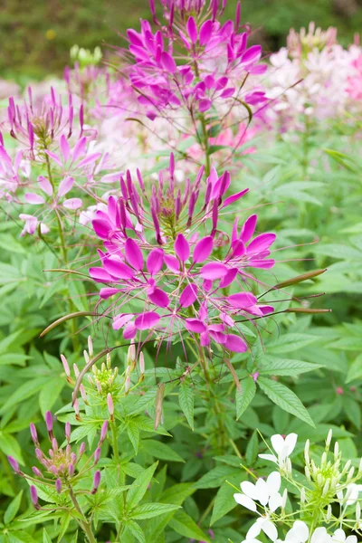 在花园里的花草丛 — 图库照片