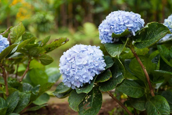 Violette Blüten — Stockfoto