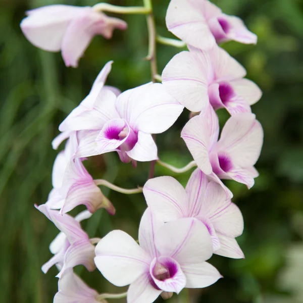 Orquídeas brancas — Fotografia de Stock