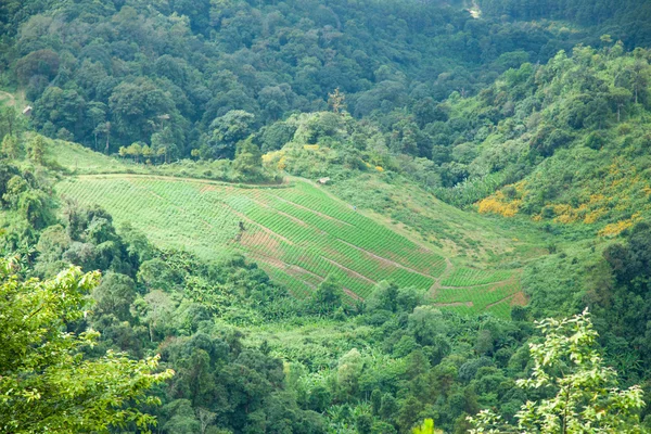 Agrarische gebieden in de bergen — Stockfoto